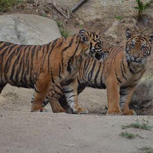 Sumatran Tiger Cubs
