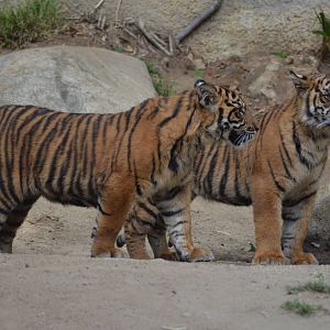 Sumatran Tiger Cubs