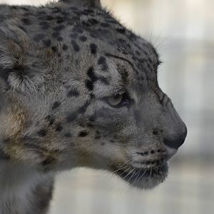Snow Leopard
