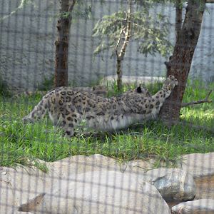 Snow Leopard