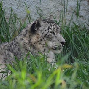 Snow Leopard