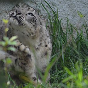 Snow Leopard