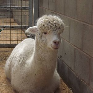 Alpaca at Blackpool Zoo 25/03/12