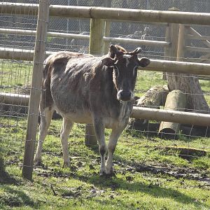 Dwarf Zebu at Blackpool Zoo 25/03/12