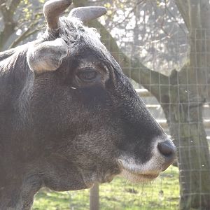 Dwarf Zebu at Blackpool Zoo 25/03/12