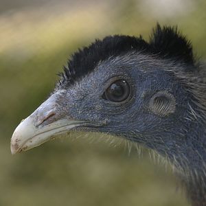 Male great argus portrait