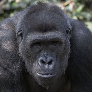 Lowland gorilla