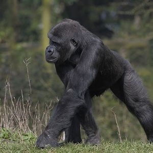 Lowland gorilla