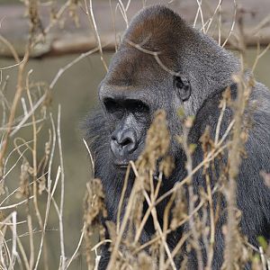 Pertinax staying in the background