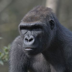 Lowland gorilla