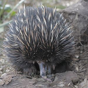 Short-beaked echidna feeding
