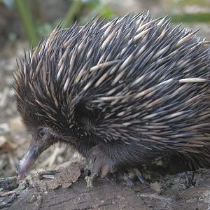 Short-beaked echidna profile