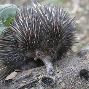 Short-beaked echidna
