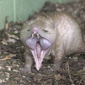 Tailless tenrec yawning
