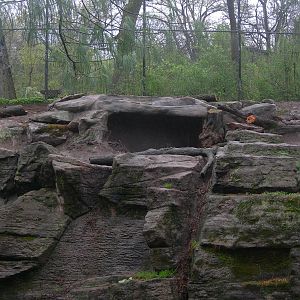 New cave in Amur Tiger Exhibit