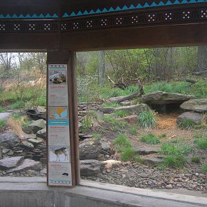 left side of amur leopard