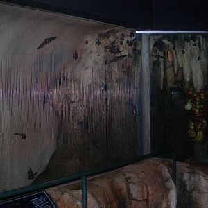 Bat Exhibit at Kids Kingdom