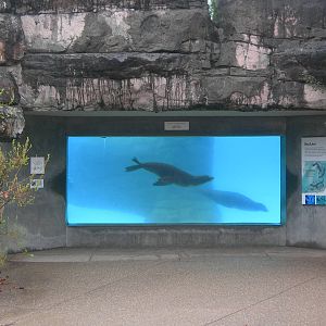 underwater viewing for California Sea Lion