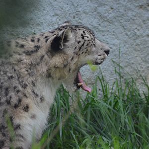 Snow Leopard