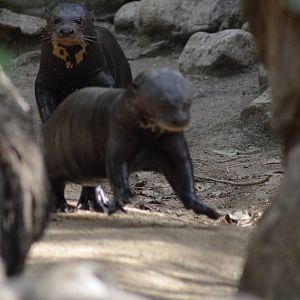 Giant Otters