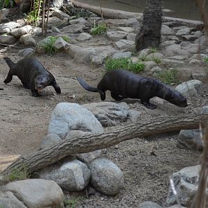 Giant Otters