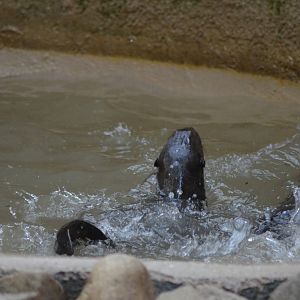 Giant Otters