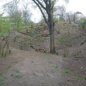 African Wild Dog Exhibit