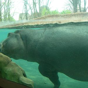 Underwater view of Hippo