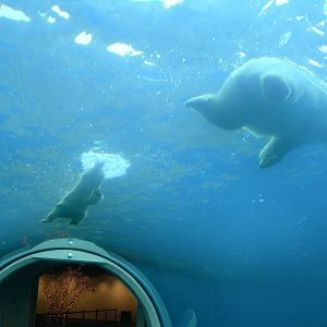 underwater view of Polar bear