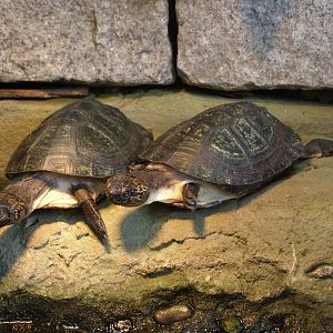 Gabon sideneck tutle  (Pelusios gabonensis)