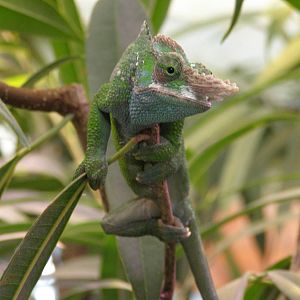 Fischer's Chamaeleon (Kinyongia fischeri)