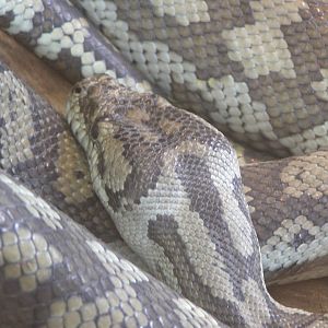 carpet pythoon (Morelia spilota)