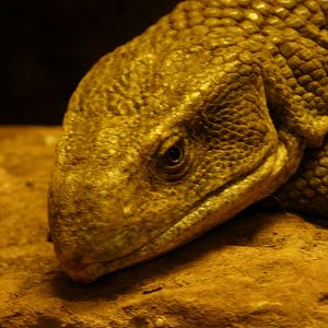 savannah monitor (Varanus exanthematicus)