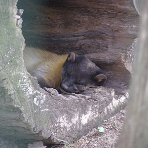 yellow-throated marten (Martes flavigula)