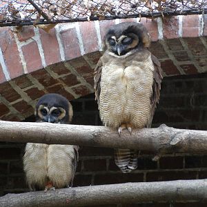 brown wood strix (Strix leptogrammica)