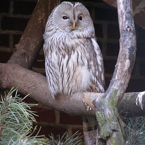Ural owl (Strix uralensis)
