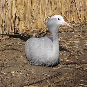 blue crane (Anthropoides paradiseus)