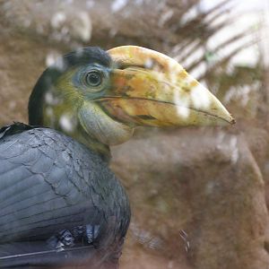 young female wrinkled hornbill (Aceros corrugatus)