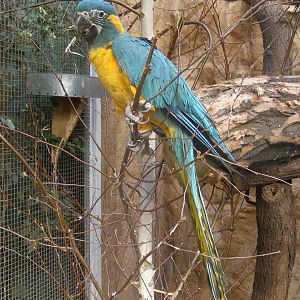 blue-throated macaw (Ara glaucogularis)