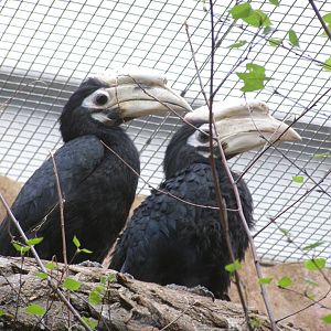 Palawan hornbill (Anthracoceros marchei)