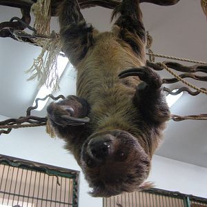 Linnaeus two-toed sloth (Choloepus didactylus)