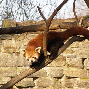 red panda (Ailurus fulgens)