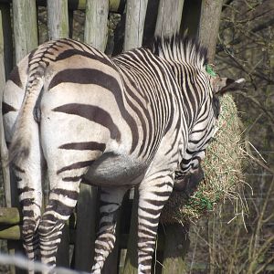 Hartmann's Mountain Zebra at Blackpool Zoo 25/03/12