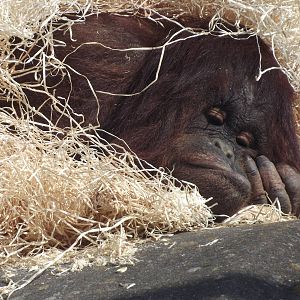 Western Bornean Orangutan at Blackpool Zoo 25/03/12