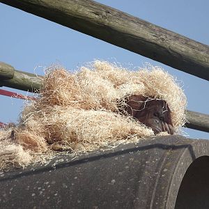 Western Bornean Orangutan at Blackpool Zoo 25/03/12