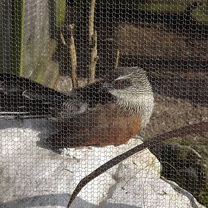 White Browed Coucal at Blackpool Zoo 25/03/12