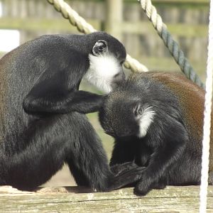 L'Hoest's Monkeys at Blackpool Zoo 25/03/12