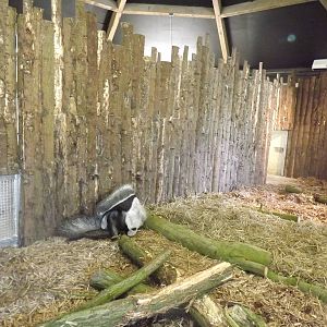 Giant Anteater exhibit at Blackpool Zoo 25/03/12
