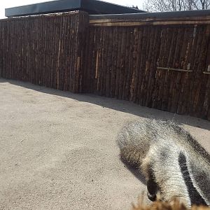 Giant Anteater exhibit at Blackpool Zoo 25/03/12