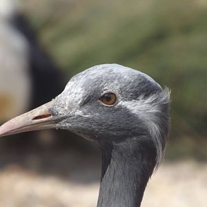 Demoiselle Crane at Blackpool Zoo 25/03/12